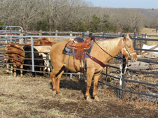 USA-Missouri-Ozarks Ranch Getaway